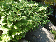 Bareroot Solomon's seals, Polygonatum VARIEGATUM, Perennial flower, Shade Loving Plant.