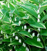 Bareroot Solomon's seals, Polygonatum VARIEGATUM, Perennial flower, Shade Loving Plant.