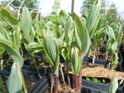 Bareroot Solomon's seals, Polygonatum VARIEGATUM, Perennial flower, Shade Loving Plant.