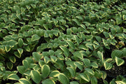 Bareroot Solomon's seals, Polygonatum VARIEGATUM, Perennial flower, Shade Loving Plant.