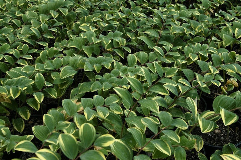 Bareroot Solomon's seals, Polygonatum VARIEGATUM, Perennial flower, Shade Loving Plant.
