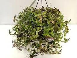 [Seeds] - Caribbeangardenseed