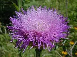 BASKETFLOWER SEED ,Centaurea americana,Cornflower - Caribbean garden seed