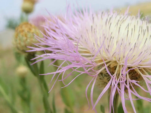 AMERICAN FLOWERS SEED ,Centaurea americana - Caribbeangardenseed