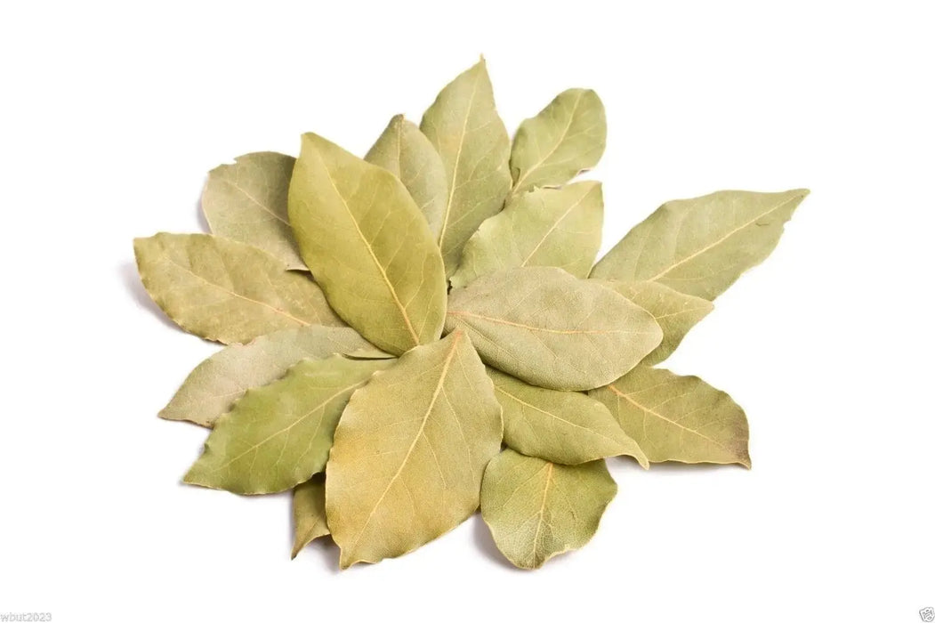 Bay Leaf Plant Seed ,PERENNIAL HERBS - Caribbeangardenseed