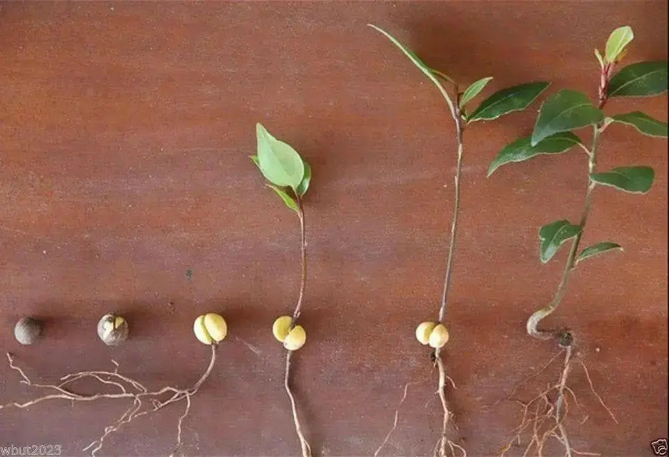 Bay Leaf Plant Seed ,PERENNIAL HERBS.