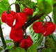 BAZUKA Hot Pepper Seeds, Capsicum chinense,  from Guadelupe - Caribbean garden seed