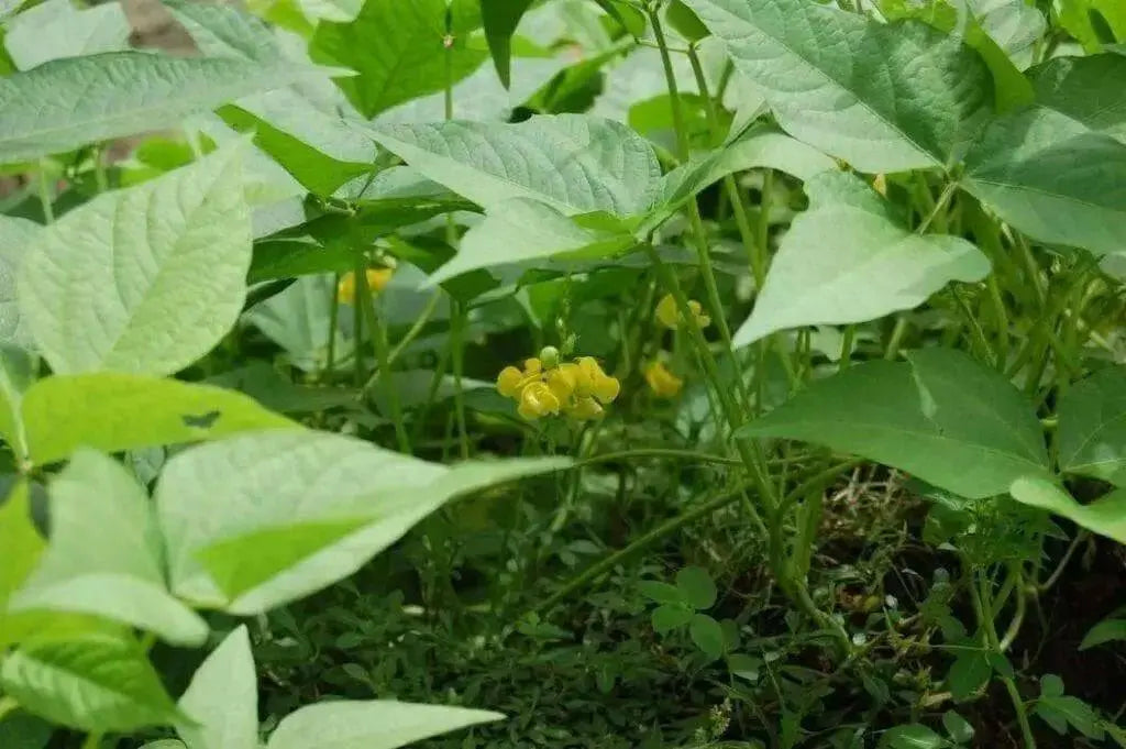 Beans, BROWN RICE (Vigna umbellata) Climbing-Mountain-Bean,  Feijao-Arroz,  Frijol De Arroz,  Frijol Mambe,  Frijol Rojo, - Caribbean garden seed