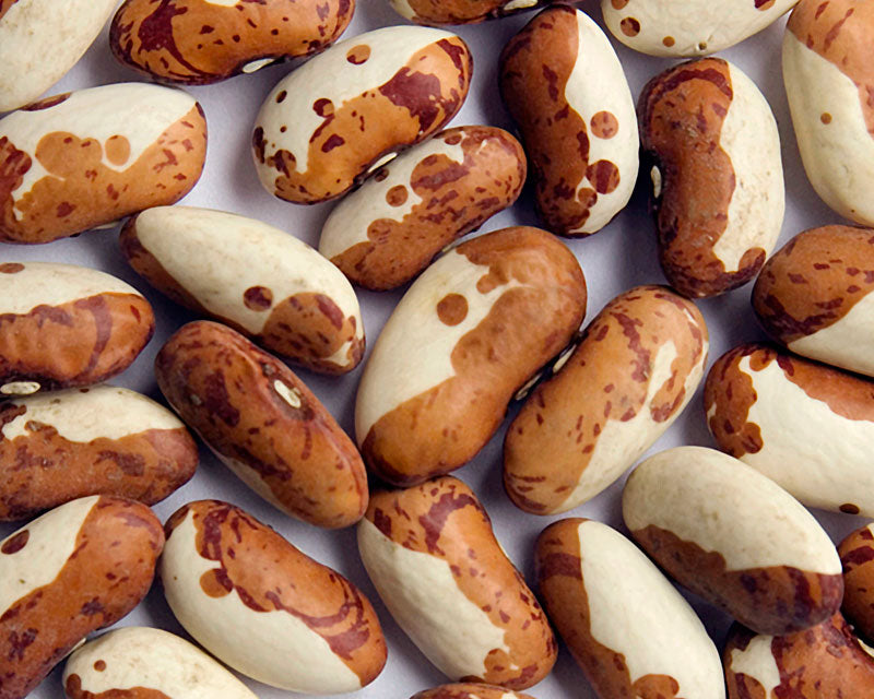 Snowcap Pole Bean Seeds | 100 Seeds