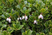 BEARBERRY SEEDS, KINNIKINICK , PERENNIAL GROUNDCOVER - Caribbean garden seed