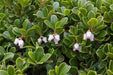BEARBERRY SEEDS, KINNIKINICK , PERENNIAL GROUNDCOVER - Caribbean garden seed