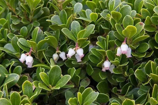 BEARBERRY SEEDS, KINNIKINICK , PERENNIAL GROUNDCOVER - Caribbean garden seed