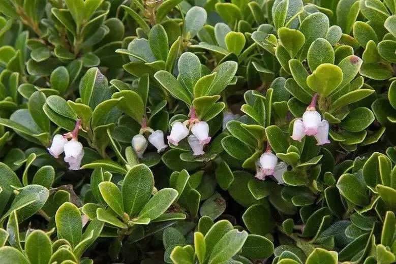 BEARBERRY SEEDS, KINNIKINICK , PERENNIAL GROUNDCOVER - Caribbean garden seed