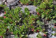 BEARBERRY SEEDS, KINNIKINICK , PERENNIAL GROUNDCOVER - Caribbean garden seed