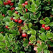 BEARBERRY SEEDS, KINNIKINICK , PERENNIAL GROUNDCOVER - Caribbean garden seed