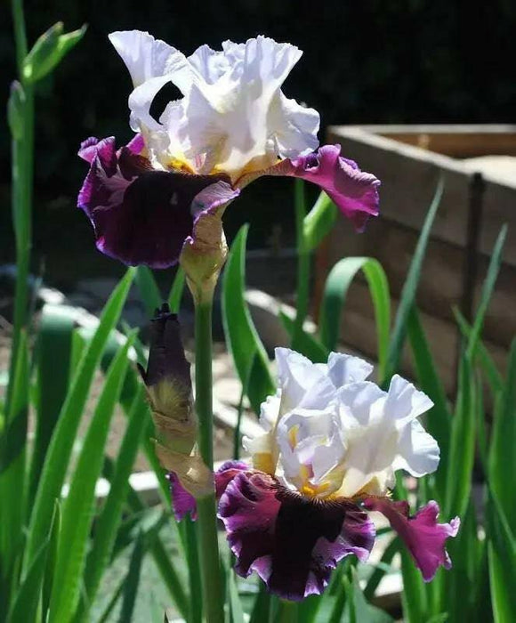 Bearded Iris, BAREROOT  Plants, PASSION FOR FASHION, Perennial