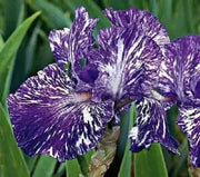 Bearded Iris Batik,Iris Germanica Rhizome, Perennial Bareroot Plant - Caribbean garden seed