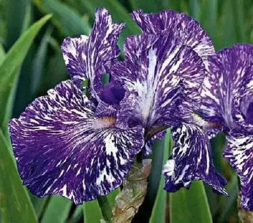 Bearded Iris Batik,Iris Germanica Rhizome, Perennial Bareroot Plant - Caribbean garden seed