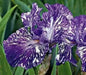 Bearded Iris Batik,Iris Germanica Rhizome, Perennial Bareroot Plant - Caribbean garden seed