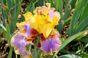 Bearded iris - Brown lasso; German bearded iris - Caribbean garden seed