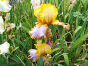 Bearded iris - Brown lasso; German bearded iris - Caribbean garden seed