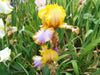 Bearded iris - Brown lasso; German bearded iris - Caribbean garden seed