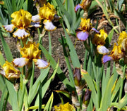 Bearded iris - Brown lasso; German bearded iris - Caribbean garden seed