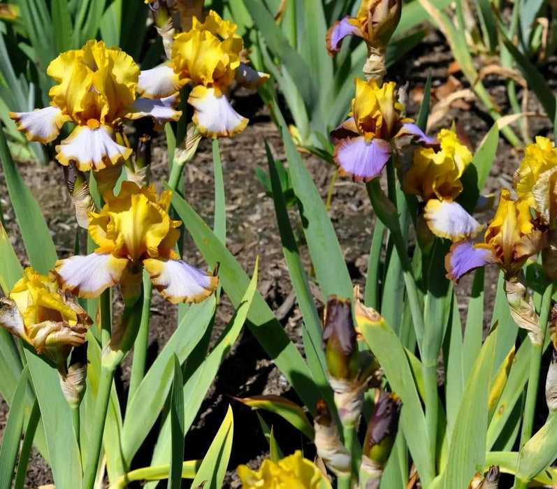 Bearded iris - Brown lasso; German bearded iris - Caribbean garden seed