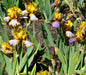 Bearded iris - Brown lasso; German bearded iris - Caribbean garden seed