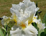 Bearded iris - CLOUD DWELLER, German bearded iris - Caribbean garden seed