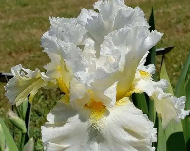 Bearded iris - CLOUD DWELLER, German bearded iris - Caribbean garden seed