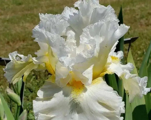 Bearded iris - CLOUD DWELLER, German bearded iris - Caribbean garden seed