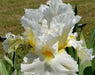 Bearded iris - CLOUD DWELLER, German bearded iris - Caribbean garden seed