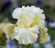 Bearded iris - CLOUD DWELLER, German bearded iris - Caribbean garden seed