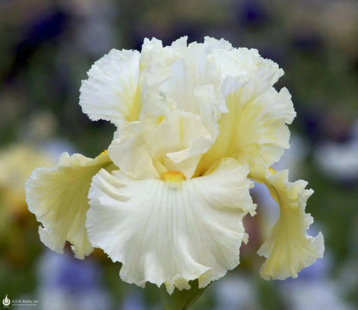 Bearded iris - CLOUD DWELLER, German bearded iris - Caribbean garden seed