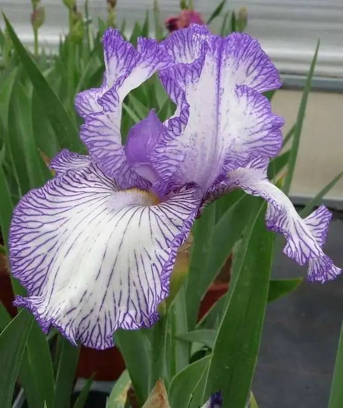 BEARDED iris hemstitched, PERENNIAL BAREROOT Plants - Caribbean garden seed