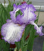 BEARDED iris hemstitched, PERENNIAL BAREROOT Plants - Caribbean garden seed