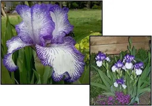 BEARDED iris hemstitched, PERENNIAL BAREROOT Plants - Caribbean garden seed