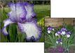 BEARDED iris hemstitched, PERENNIAL BAREROOT Plants - Caribbean garden seed