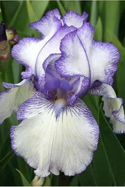BEARDED iris hemstitched, PERENNIAL BAREROOT Plants - Caribbean garden seed