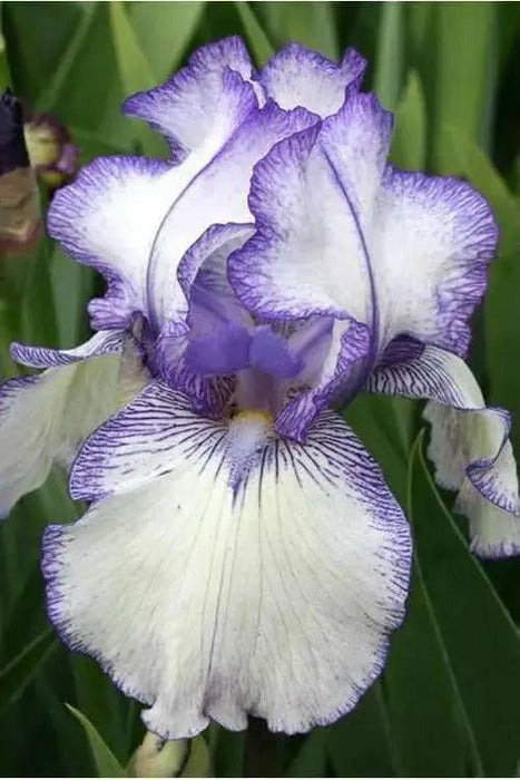 BEARDED iris hemstitched, PERENNIAL BAREROOT Plants - Caribbean garden seed