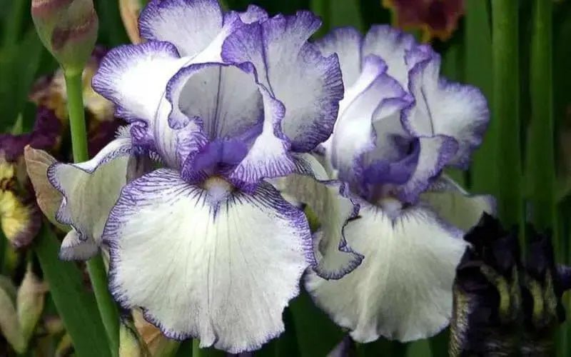 BEARDED iris hemstitched, PERENNIAL BAREROOT Plants - Caribbean garden seed