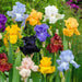 Bearded Iris ( MIXED ) PERENNIAL BAREROOT - Caribbean garden seed