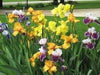 Bearded Iris ( MIXED ) PERENNIAL BAREROOT - Caribbean garden seed