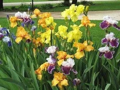 Bearded Iris ( MIXED ) PERENNIAL BAREROOT - Caribbean garden seed