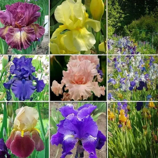 Bearded Iris ( MIXED ) PERENNIAL BAREROOT - Caribbean garden seed
