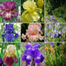 Bearded Iris ( MIXED ) PERENNIAL BAREROOT - Caribbean garden seed