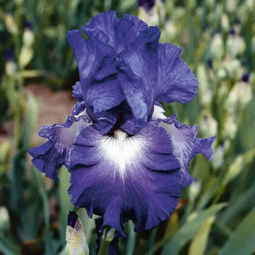 Bearded Iris |  Perennial Bareroot Plant - Caribbean garden seed