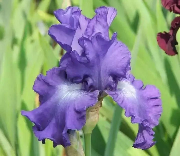 Bearded Iris |  Perennial Bareroot Plant - Caribbean garden seed