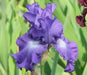 Bearded Iris |  Perennial Bareroot Plant - Caribbean garden seed